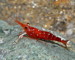Caridina Dennerli M