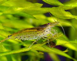 Caridina Japonica (Yamato) 2-2,5 Cm