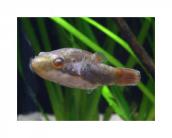 Carinotetraodon Irrubesco Ml