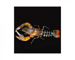 Cherax Papua Zebra M