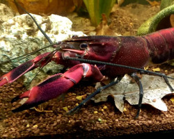 Cherax Red Brick M