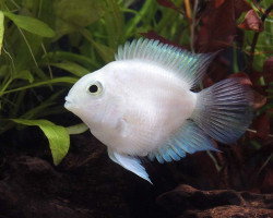 Cichlasoma Parrot Platinum 4-5 Cm