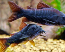 Corydoras Aeneus Black Venezuela L