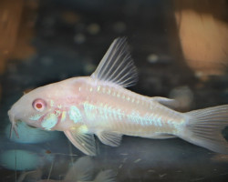 Corydoras Paleatus Albino Sm