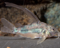 Corydoras Paleatus Pinne Velo L