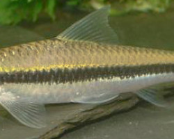 Crossocheilus Oblongus  L