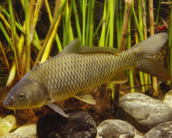 Cyprinus Carpio Carpa Comune 7-10 Cm