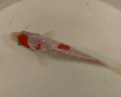 Cyprinus Carpio Koi Kohaku 10-12 Cm