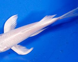 Cyprinus Carpio Koi Platinum Ogon Butterfly 10-12 Cm