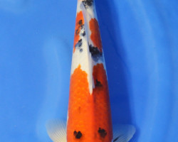 Cyprinus Carpio Koi Sanke 10-12 Cm