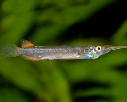 Dermogenys Pusillus L