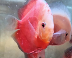 Discus  Red Valentine 6-7 Cm
