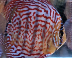 Discus  Rosso Turchese Brillant 6-7 Cm