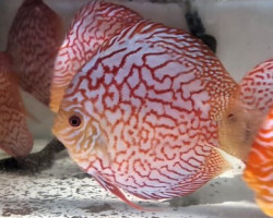 Discus Pigeon Checkerboard  10-12 Cm