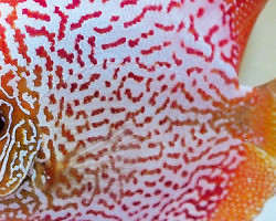 Discus Pigeon Snake 8-9 Cm