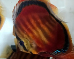 Discus Red Cover 5 Cm
