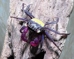 Geosesarma Sp. Purple Vampire Crab 2-3 Cm