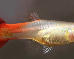 Guppy Femmine  Red Blond L