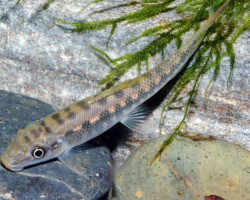 Gyrinocheilos Aymonieri L