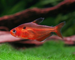 Hyphessobrycon Callistus L