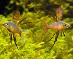 Iriatherina Werneri L