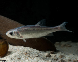 Leuciscus Idus Blu  7-10 Cm