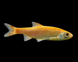 Leuciscus Idus Gold  7-10 Cm