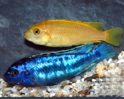 Melanochromis Johannii M
