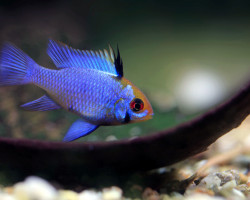 Microgeo. Ramirezi Electric Blu M