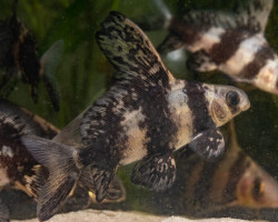 Myxocyprinus Asiaticus Asiaticus M