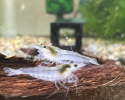 Neocaridina Snowball 1-2 Cm
