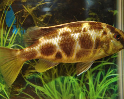 Nimbochromis Venustus Sm