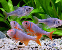 Notropis Lutrensis L