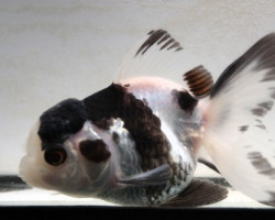 Oranda Panda 8-10 Cm