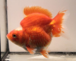 Oranda Ryukin Red & White 4 Cm