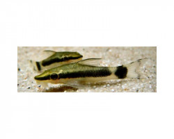 Otocinclus Hoppei L