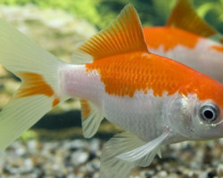 Pesce Rosso Sarassa 5-10 Cm