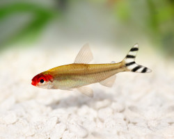 Petitella Georgiae L