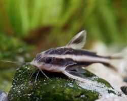Platydoras Costatus 4-5 Cm