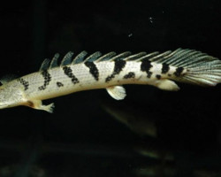 Polypterus Delhezi 7-9 Cm