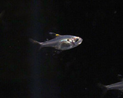 Pristella Maxillaris L