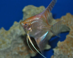 Pterophyllum Sc. Oro Sm