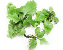 Ceratopteris Petroides - Floating Plant