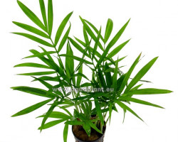 Chamaedorea Elegans