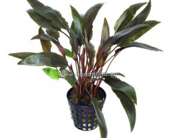 Cryptocoryne Species Red - Mi Oya