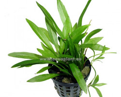 Echinodorus Magdalensis (Syn: Helianthum Bolivianum Quadricostatus)