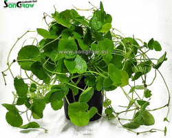 Hydrocotyle Leucocephala