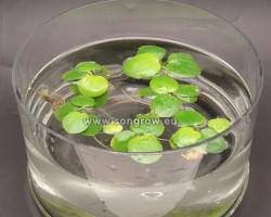 Limnobium Laevigatum