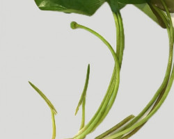 Nuphar Japonica Spatterdock