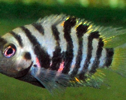 Amatitlania Nigrofasciata S/M